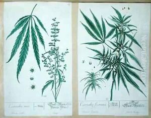 Cannabis mas and Cannabis foemina, from 'Herbarium Blackwellianum' Cannabis mas and Cannabis foemina, from 'Herbarium Blackwellianum'