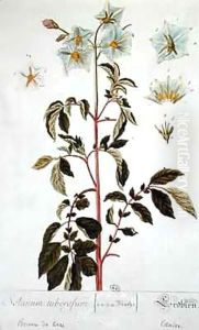 Potato Flowers, plate from 'Herbarium Blackwellianum' Potato Flowers, plate from 'Herbarium Blackwellianum'