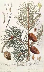 Pine Tree, from 'A Curious Herbal' by Elizabeth Blackwell