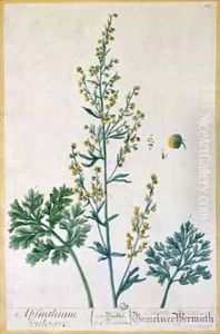 Absinthe, plate from 'Herbarium Blackwellianum' by Elizabeth Blackwell