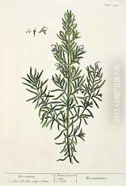 Rosmarinus Officinalis, from 'A Curious Herbal' - view 1