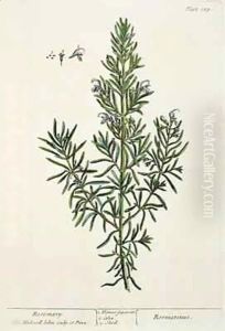 Rosmarinus Officinalis, from 'A Curious Herbal'