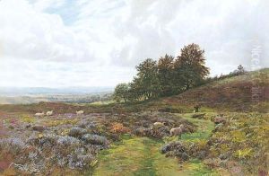 Sheep Grazing On A Moorland