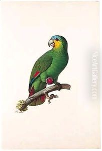 Blue-fronted Amazon (Amazona Aestiva) by Jacques Barraband