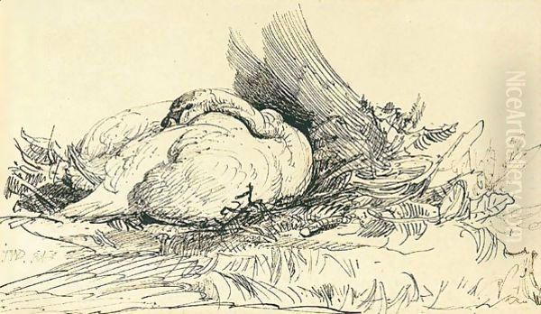 Study Of A Swan Nesting - view 1