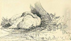 Study Of A Swan Nesting by James Ward