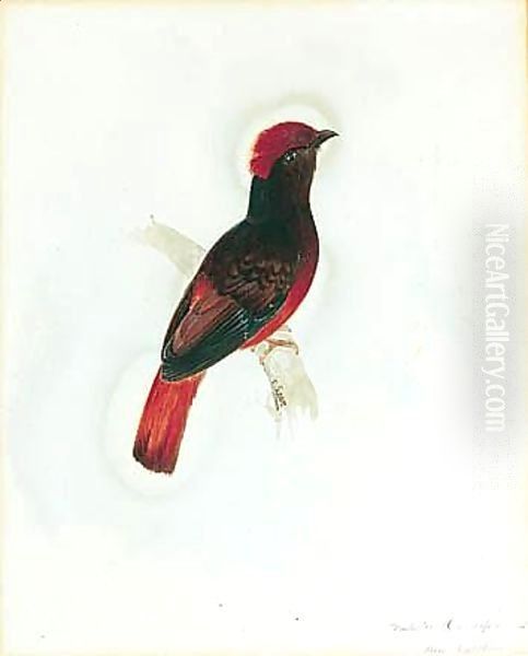 A Red Chatterer - view 1