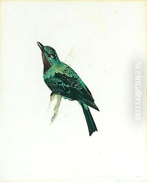 A Purple-throated Chatterer - view 1