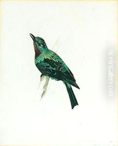 A Purple-throated Chatterer A Purple-throated Chatterer