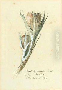 A Seed Of The Common Rusk A Seed Of The Common Rusk