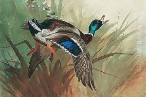 A Winged Mallard