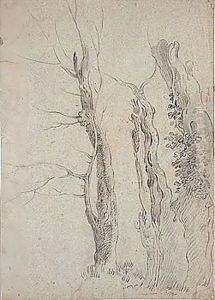 Study Of Trees by Richard Wilson