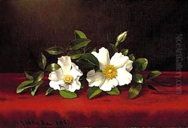 Two cherokee roses on red velvet 1889 - view 1