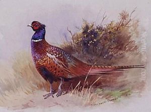The Pheasant by Archibald Thorburn