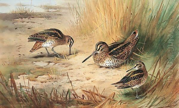 Snipe 2 - view 1