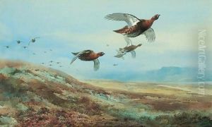 Grouse Over The Moor Grouse Over The Moor