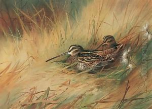 Snipe 3
