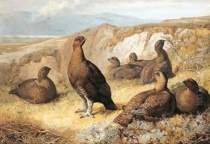 Grouse On The Moor