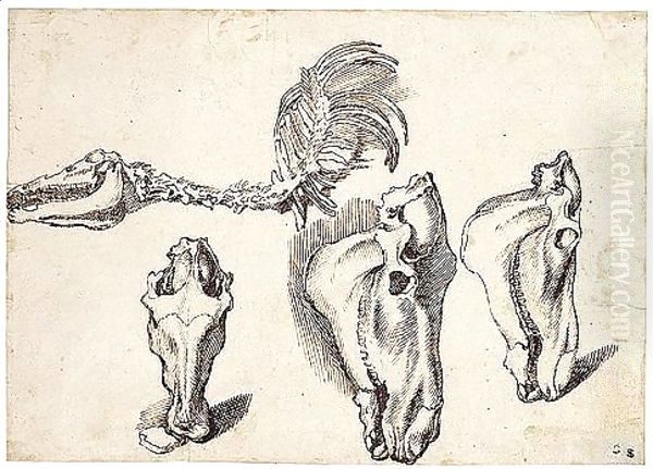 Studies Of The Skeleton And Skull Of A Horse - view 1