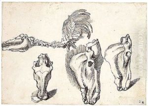 Studies Of The Skeleton And Skull Of A Horse by Sinibaldo Scorza