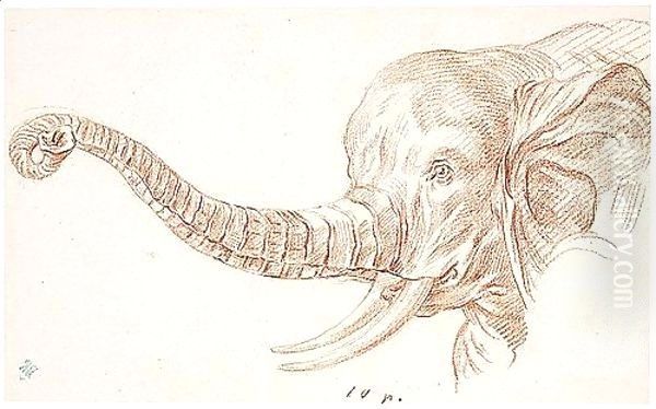 Study Of The Head Of An Elephant - view 1