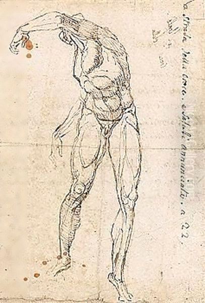 Study Of A Male Nude - view 1