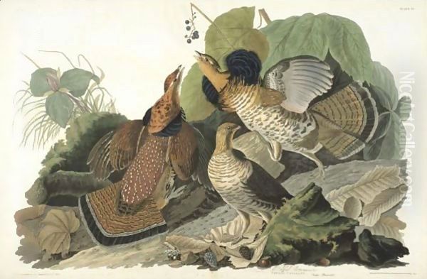 Ruffed Grous (Plate 41) - view 1