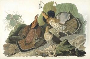 Ruffed Grous (Plate 41) by John James Audubon