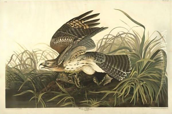 Winter Hawk (Plate 71) - view 1