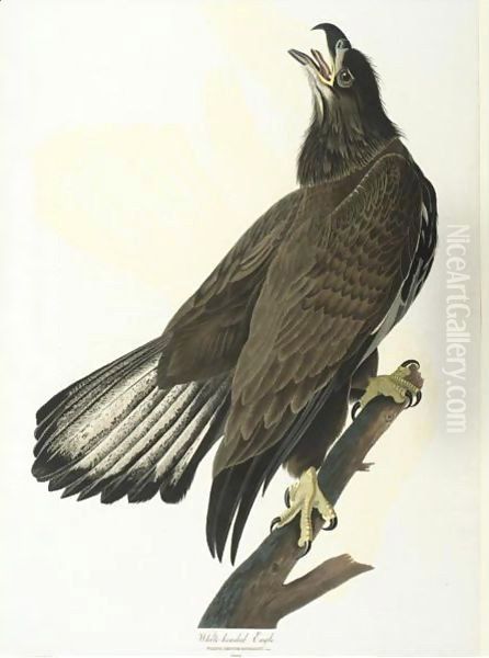 White-Headed Eagle (Plate Cxxvi) - view 1