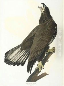 White-Headed Eagle (Plate Cxxvi) by John James Audubon