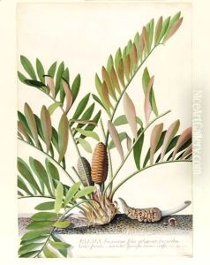 Palma Americana foliis polygonati brevioribus, leviter serratatis and non nihil spinosis, trunco crasso by Georg Dionysius Ehret