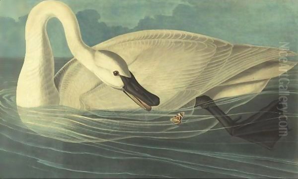 Trumpeter Swan (Plate Ccccvi) - view 1