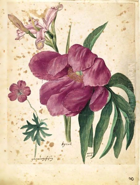 A Sheet Of Studies Of Flowers A Peony, A Spanish Iris And A Wild Geranium by Jacques le Moyne de Morgues