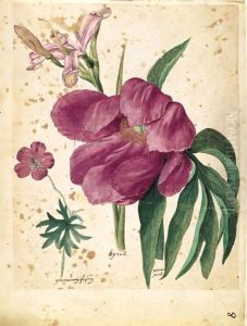 A Sheet Of Studies Of Flowers A Peony, A Spanish Iris And A Wild Geranium