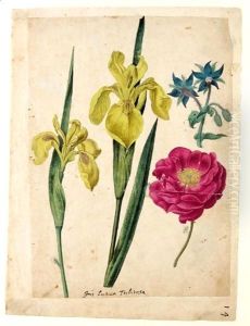 A Sheet Of Studies Of Flowers A Borage, A French Rose And Two Wild Irises 'Yellow Flag' by Jacques le Moyne de Morgues