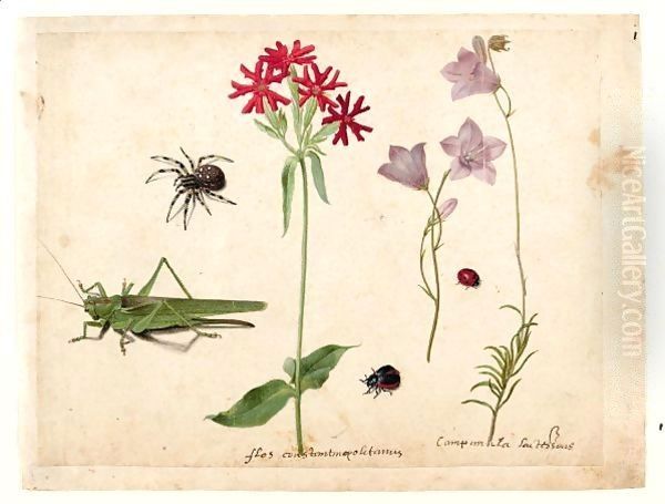 A Sheet Of Studies With A Grasshopper, A Spider, A Ladybird And A May-Bug, And Two Campanulas And A Maltese Cross - view 1