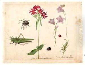 A Sheet Of Studies With A Grasshopper, A Spider, A Ladybird And A May-Bug, And Two Campanulas And A Maltese Cross