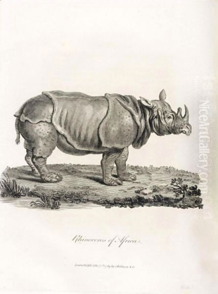 Rhinoceros - view 1
