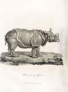 Rhinoceros