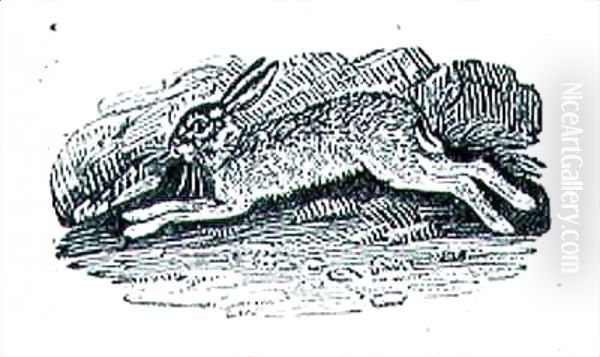 Hares - view 1