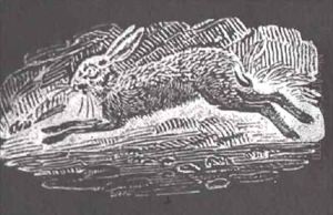 The Hare from 'History of British Birds and Quadrupeds'