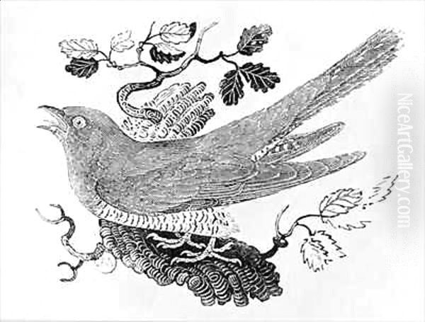 The Cuckoo (Cuculus canorus) from the 'History of British Birds' Volume I - view 1