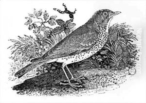 The Throstle Thrush from 'History of British Birds and Quadrupeds' 2 by Thomas Falcon Bewick