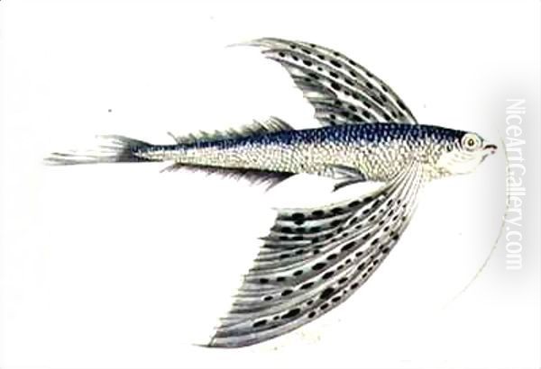 A Flying Fish - view 1