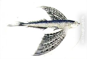 A Flying Fish by Thomas Falcon Bewick