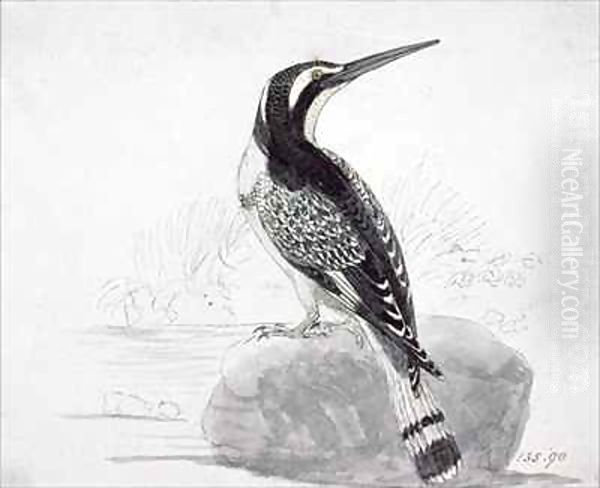 Black and White Kingfisher - view 1
