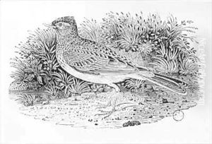 The Skylark (Alauda arvensis) from the 'History of British Birds' Volume I by Thomas Falcon Bewick