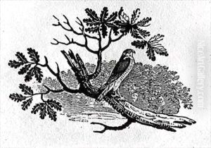 The Sparrowhawk (Accipiter nisus) from the 'History of British Birds' Volume I by Thomas Falcon Bewick