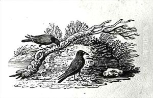 Crows (Corvus corone corone) from the 'History of British Birds' Volume I